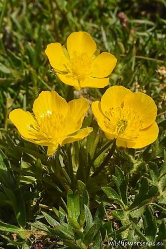 Ranunculus sartorianus