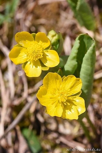 Ranunculus thora