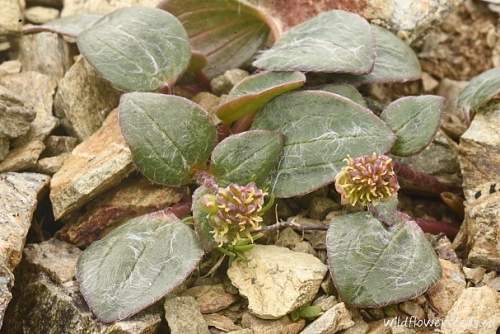 Ranunculus wettsteinii