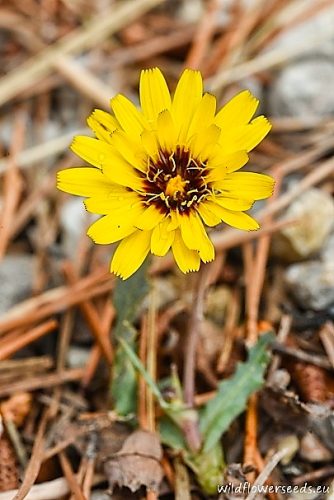 Reichardia tingitana