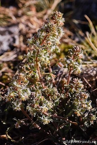 Reseda phyteuma