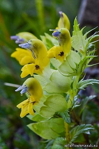 Rhinanthus alpinus