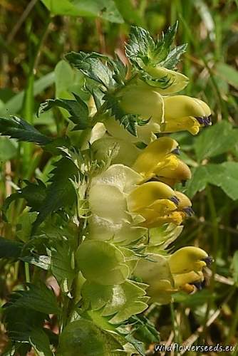 Rhinanthus major