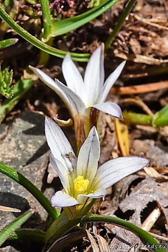 Romulea columnae