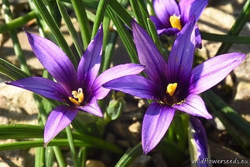 Romulea linaresii subsp. graeca