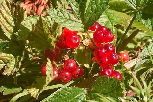 Rubus saxatilis