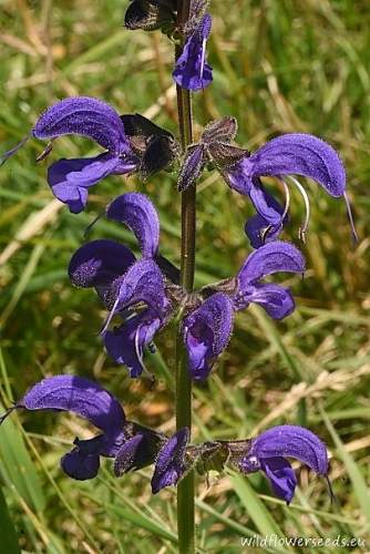 Salvia pratensis