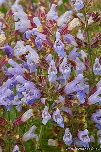 Salvia tomentosa
