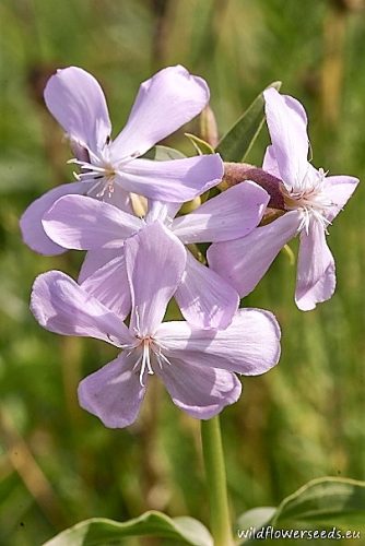 Saponaria officinalis