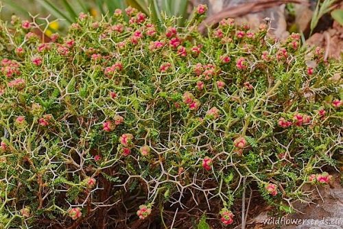 Sarcopoterium spinosum