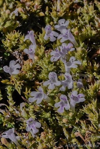 Satureja spinosa