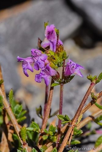 Satureja thymbra