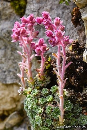 Saxifraga porophylla
