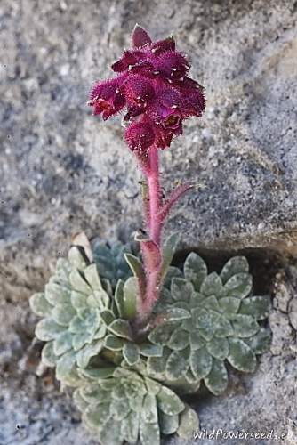 Saxifraga stribrnyi