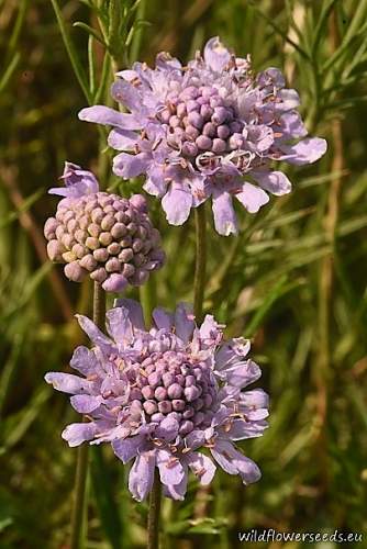 Scabiosa canescens