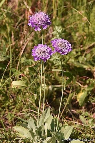 Scabiosa cinerea