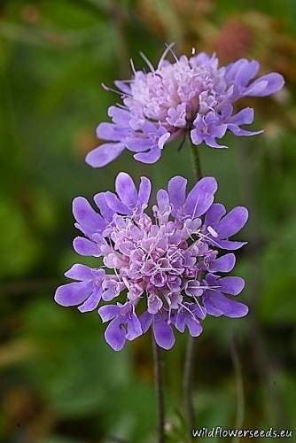 Scabiosa triandra