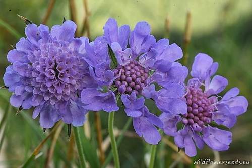 Scabiosa velenovskyana