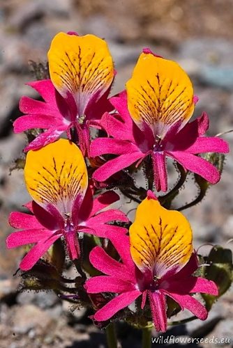Schizanthus grahamii