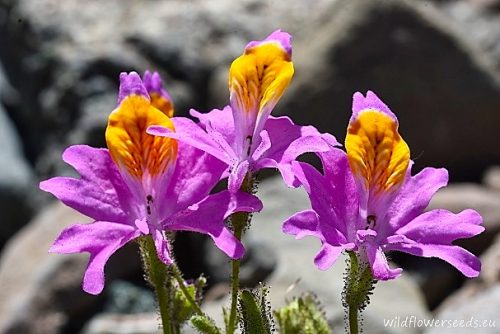 Schizanthus hookerii