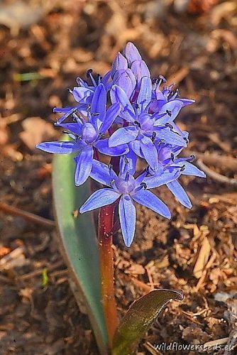 Scilla bifolia