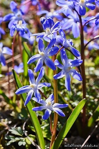 Scilla forbesii