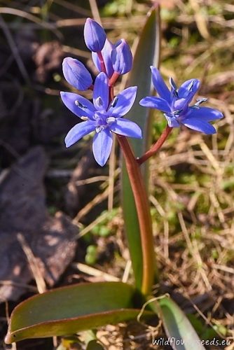 Scilla kladnii