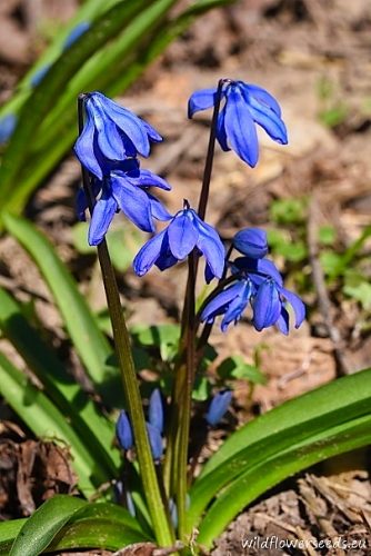 Scilla siberica
