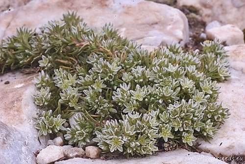 Scleranthus perennis subsp. marginatus