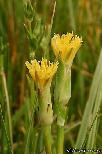 Scorzonera parviflora