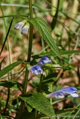 Scutellaria galericulata