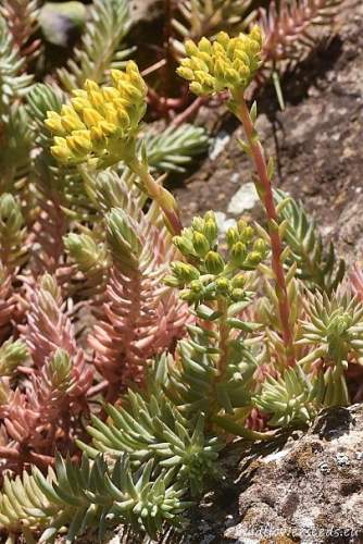 Sedum rupestre