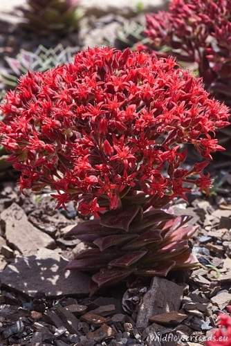 Sedum sempervivoides