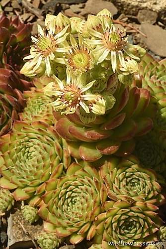 Sempervivum transcaucasicum subsp. gillianii