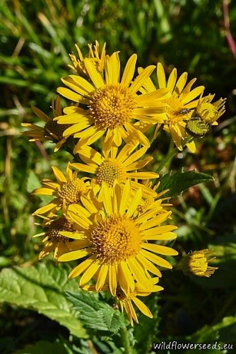Senecio alpinus