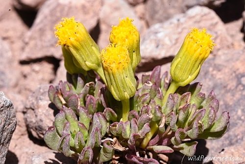 Senecio crithmoides