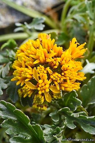 Senecio incanus subsp. insubricus