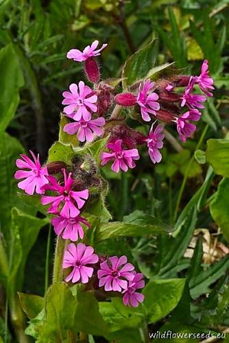 Silene dioica