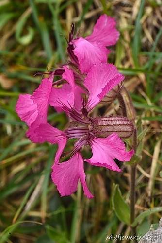 Silene elisabethae