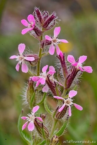 Silene gallica