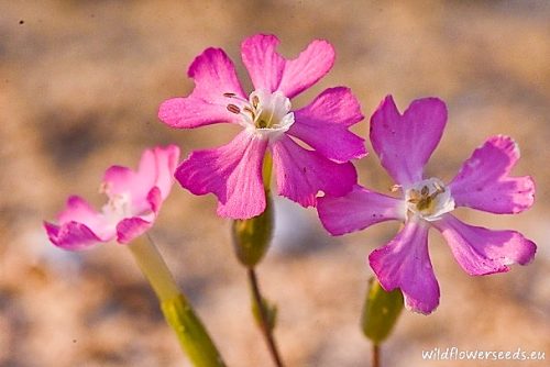 Silene grisebachii