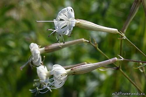 Silene nemoralis