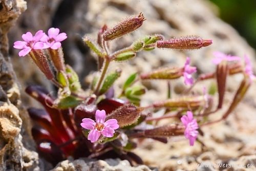 Silene sedoides