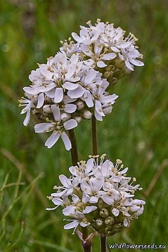 Silene sendtneri