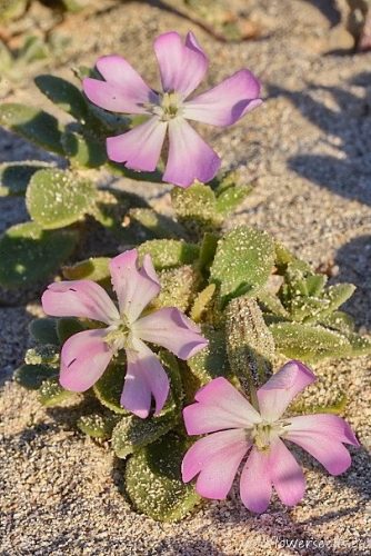 Silene succulenta