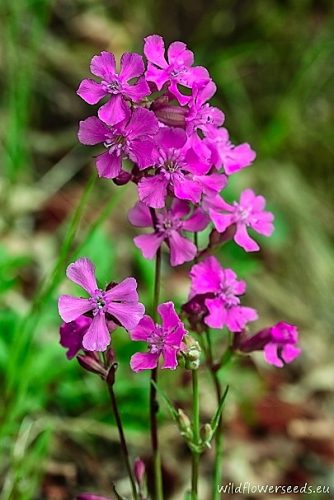 Silene viscaria