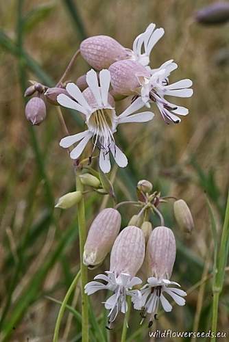 Silene vulgaris