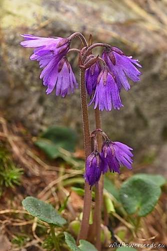 Soldanella richteri