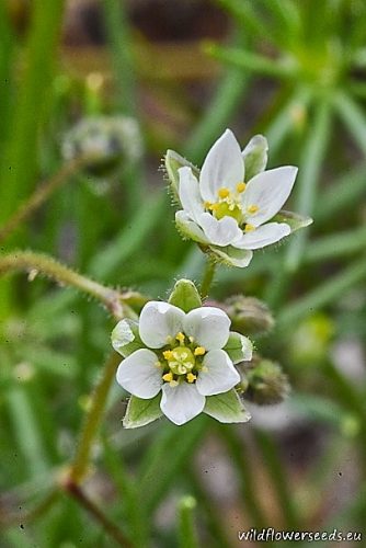 Spergula arvensis