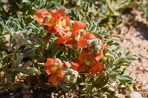 Sphaeralcea coccinea